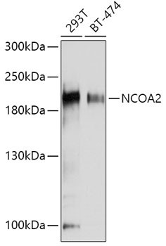 SRC2 Antibody in Western Blot (WB)