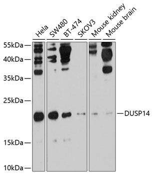 DUSP14 Antibody in Western Blot (WB)