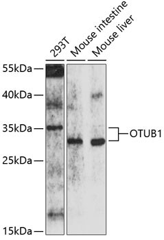 OTUB1 Antibody in Western Blot (WB)