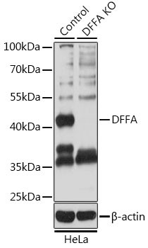 ICAD Antibody in Western Blot (WB)