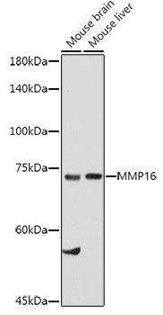 MMP16 Antibody in Western Blot (WB)