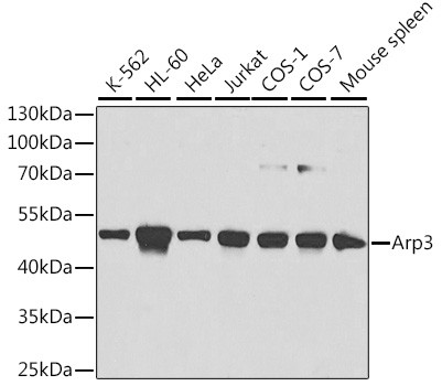 Arp3 Antibody in Western Blot (WB)