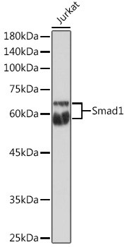 SMAD1 Antibody in Western Blot (WB)