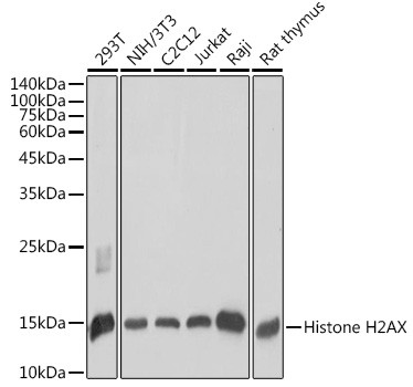 Histone H2A.X Antibody in Western Blot (WB)