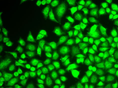 NFkB p50/p105 Antibody in Immunocytochemistry (ICC/IF)