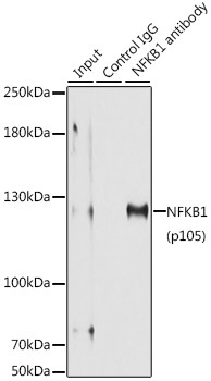 NFkB p50/p105 Antibody in Immunoprecipitation (IP)