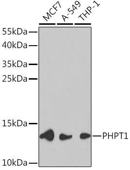 PHPT1 Antibody in Western Blot (WB)