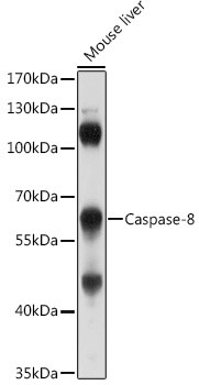 Caspase 8 Antibody in Western Blot (WB)