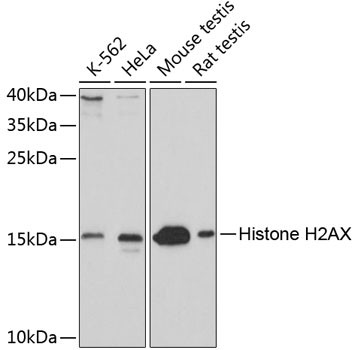 Histone H2A.X Antibody in Western Blot (WB)