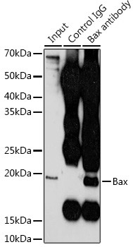 BAX Antibody in Immunoprecipitation (IP)