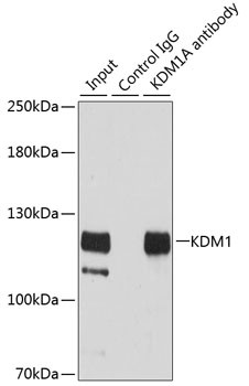 LSD1 Antibody in Immunoprecipitation (IP)