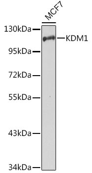 LSD1 Antibody in Western Blot (WB)