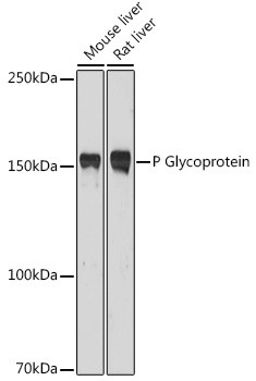 P-Glycoprotein Antibody in Western Blot (WB)