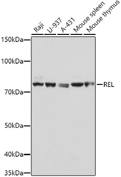 c-Rel Antibody in Western Blot (WB)