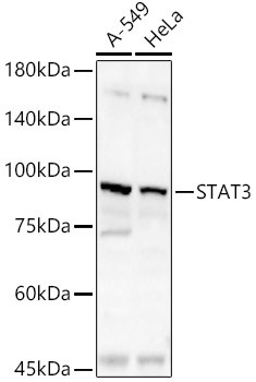 STAT3 Antibody in Western Blot (WB)