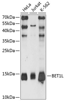 BET1L Antibody in Western Blot (WB)