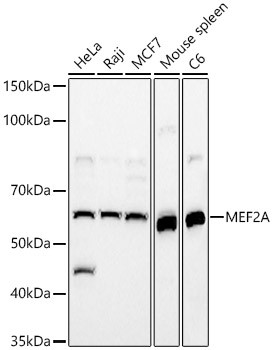 MEF2A Antibody in Western Blot (WB)