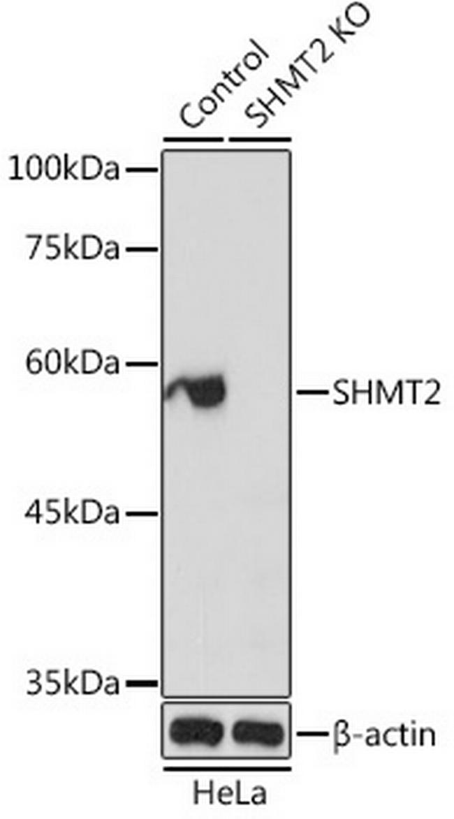 SHMT2 Antibody