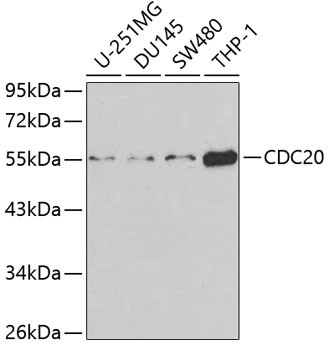 CDC20 Antibody in Western Blot (WB)