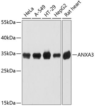 Annexin A3 Antibody in Western Blot (WB)