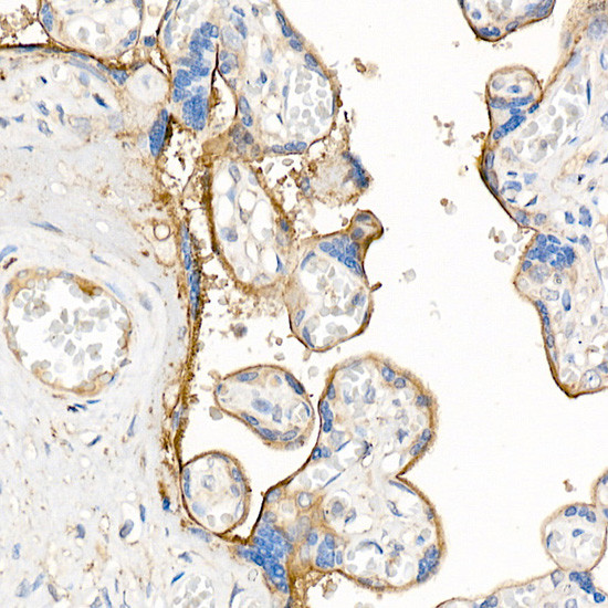 JAM-A (CD321) Antibody in Immunohistochemistry (Paraffin) (IHC (P))