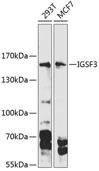 IGSF3 Antibody in Western Blot (WB)