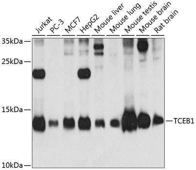 TCEB1 Antibody in Western Blot (WB)