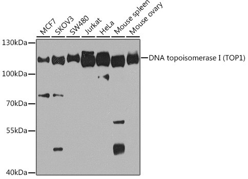 TOP1 Antibody in Western Blot (WB)