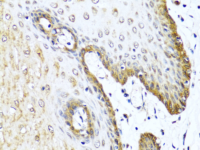 VIP Antibody in Immunohistochemistry (Paraffin) (IHC (P))