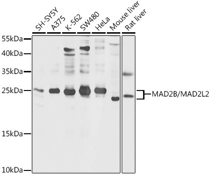 MAD2L2 Antibody in Western Blot (WB)