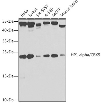 HP1 alpha Antibody in Western Blot (WB)