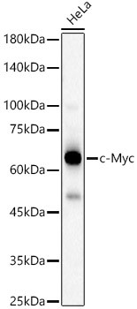 c-Myc Antibody in Western Blot (WB)