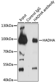 HADHA Antibody in Immunoprecipitation (IP)