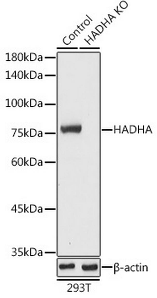 HADHA Antibody