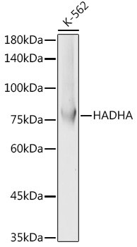 HADHA Antibody in Western Blot (WB)