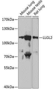 LLGL2 Antibody in Western Blot (WB)