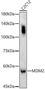 MDM2 Antibody in Western Blot (WB)