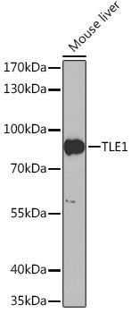 TLE1 Antibody in Western Blot (WB)