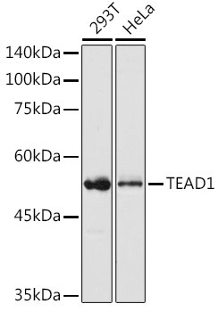 TEF1 Antibody in Western Blot (WB)