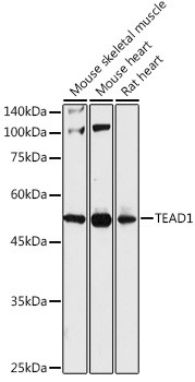 TEF1 Antibody in Western Blot (WB)