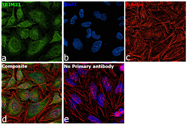 TRIM21 Antibody in Immunocytochemistry (ICC/IF)