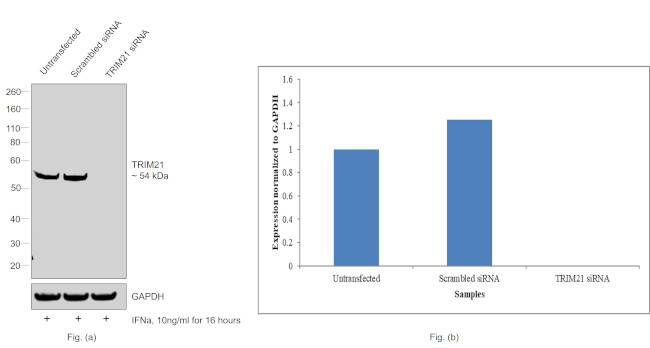 TRIM21 Antibody