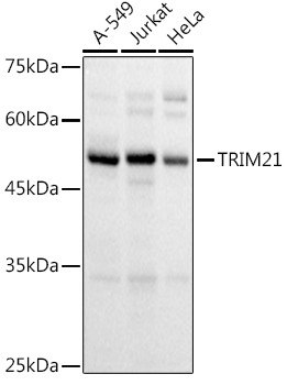 TRIM21 Antibody in Western Blot (WB)