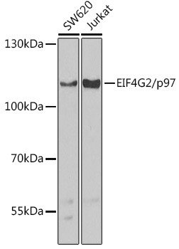 DAP5 Antibody in Western Blot (WB)