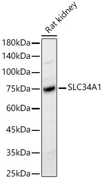 SLC34A1 Antibody in Western Blot (WB)