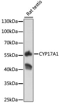 CYP17A1 Antibody in Western Blot (WB)