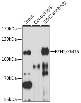 EZH2 Antibody in Immunoprecipitation (IP)