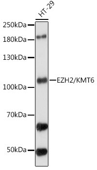 EZH2 Antibody in Western Blot (WB)