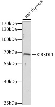 KIR3DL1 Antibody in Western Blot (WB)