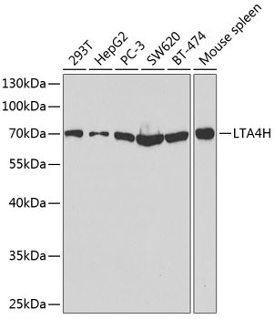 LTA4H Antibody in Western Blot (WB)